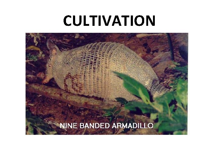 CULTIVATION 