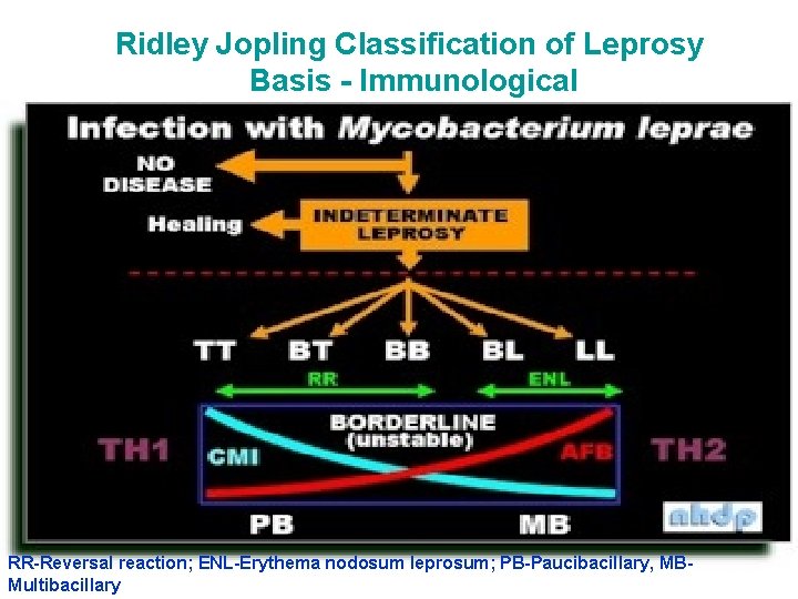 Ridley Jopling Classification of Leprosy Basis - Immunological RR-Reversal reaction; ENL-Erythema nodosum leprosum; PB-Paucibacillary, Ridley Jopling Classification of Leprosy Basis - Immunological RR-Reversal reaction; ENL-Erythema nodosum leprosum; PB-Paucibacillary,