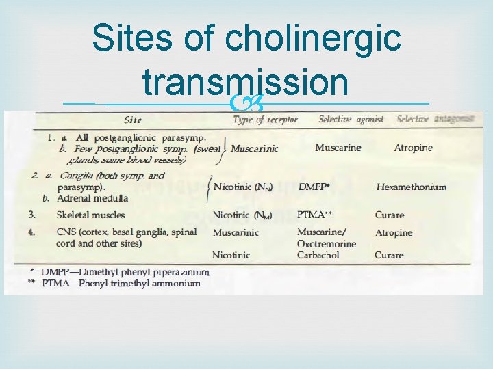 Sites of cholinergic transmission 