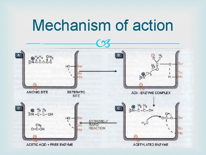 Mechanism of action 