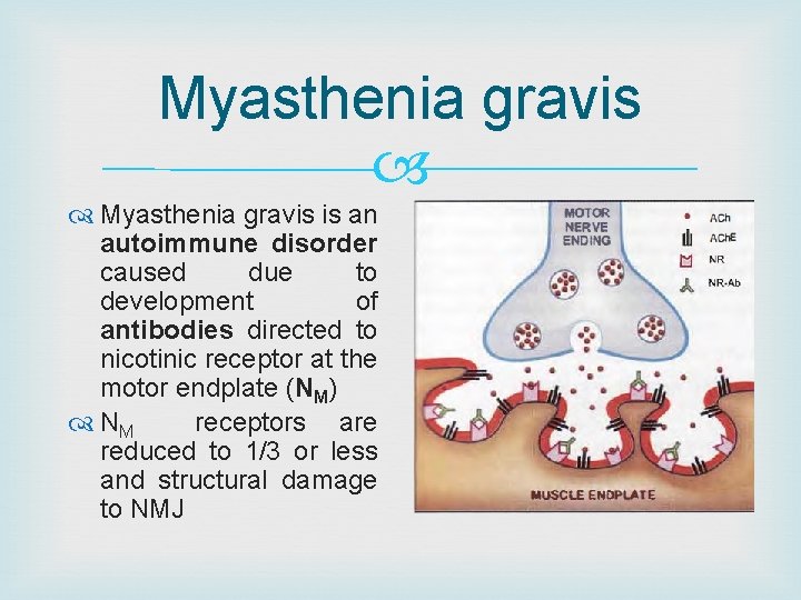 Myasthenia gravis is an autoimmune disorder caused due to development of antibodies directed to