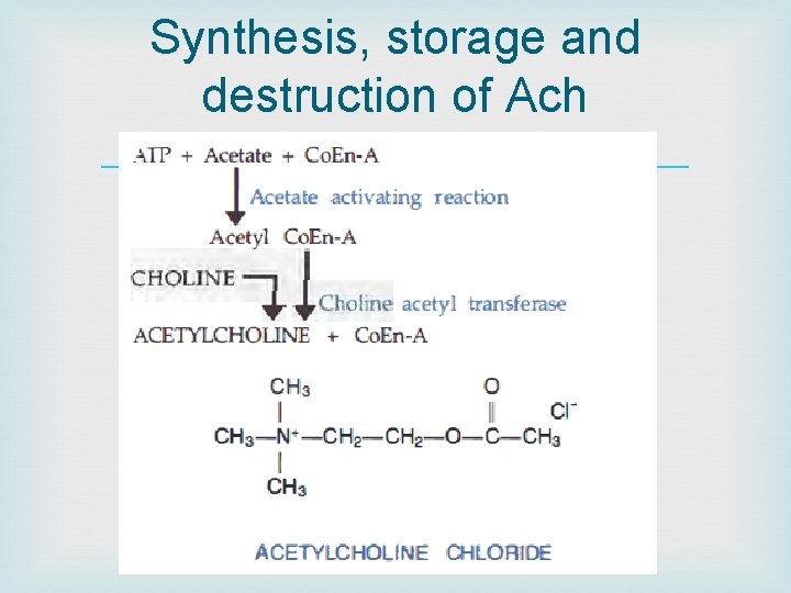 Synthesis, storage and destruction of Ach 