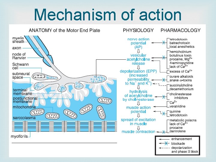 Mechanism of action 