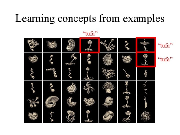 Learning concepts from examples “tufa” 