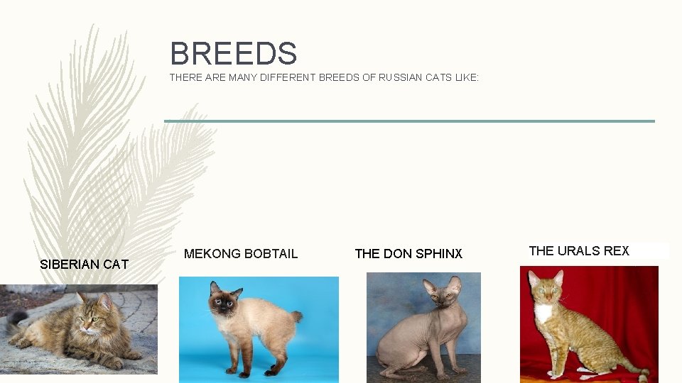 BREEDS THERE ARE MANY DIFFERENT BREEDS OF RUSSIAN CATS LIKE: SIBERIAN CAT MEKONG BOBTAIL
