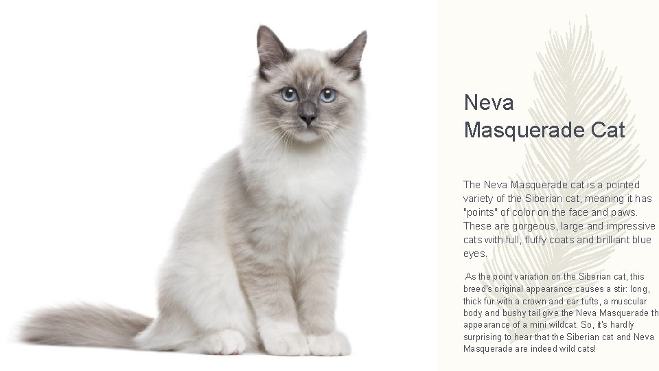 Neva Masquerade Cat The Neva Masquerade cat is a pointed variety of the Siberian