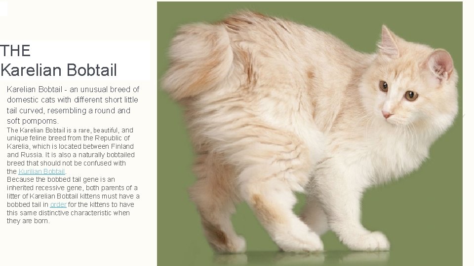 THE Karelian Bobtail - an unusual breed of domestic cats with different short little