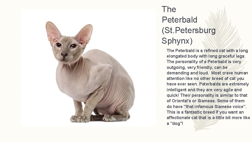 The Peterbald (St. Petersburg Sphynx) The Peterbald is a refined cat with a long