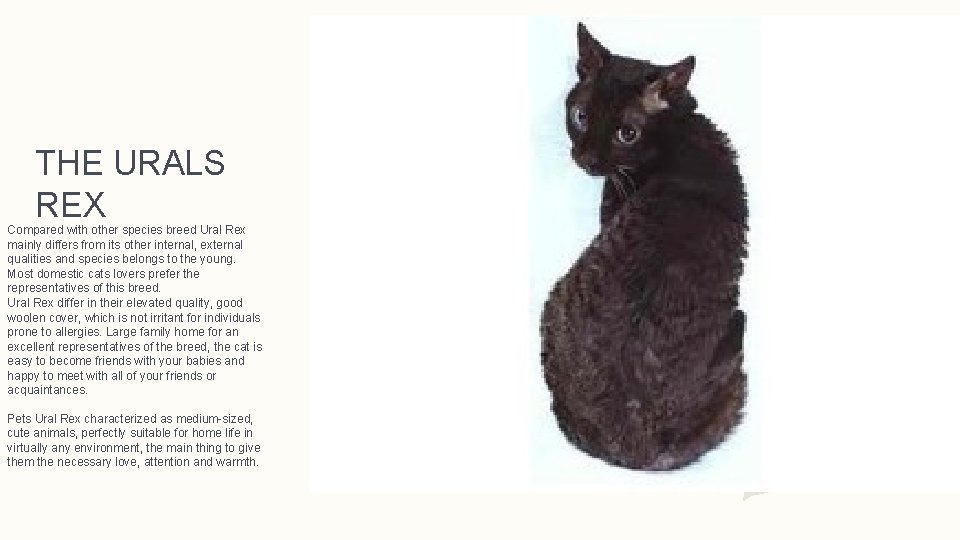 THE URALS REX Compared with other species breed Ural Rex mainly differs from its