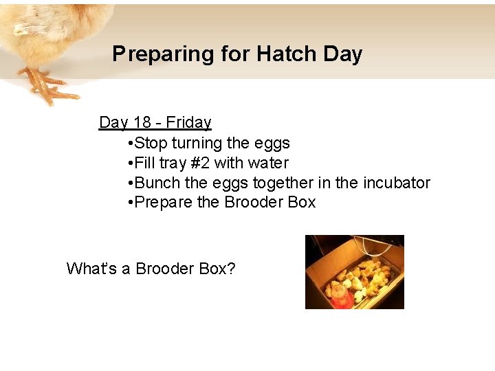 Preparing for Hatch Day 18 - Friday • Stop turning the eggs • Fill