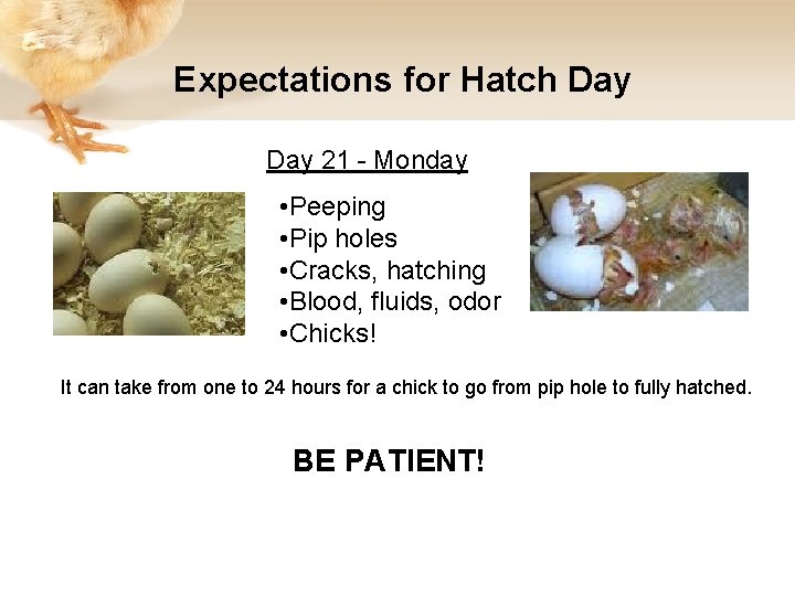 Expectations for Hatch Day 21 - Monday • Peeping • Pip holes • Cracks,