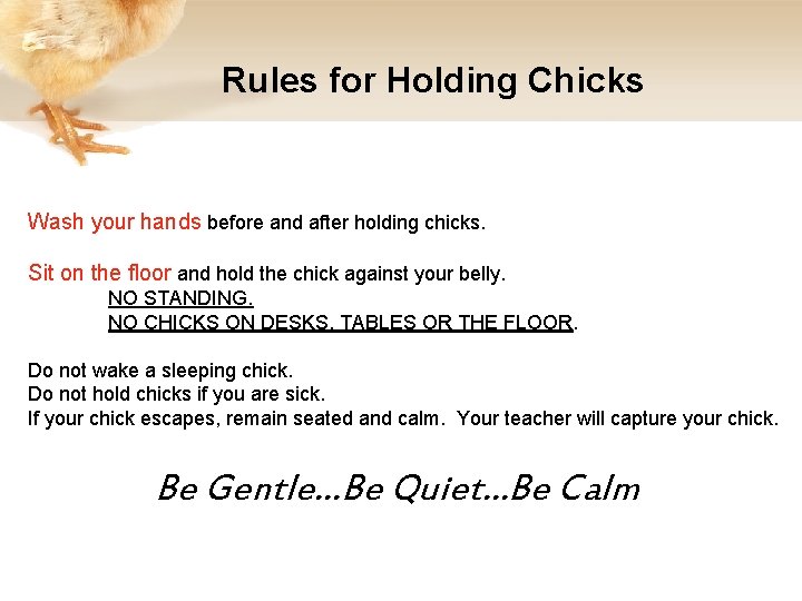 Rules for Holding Chicks Wash your hands before and after holding chicks. Sit on