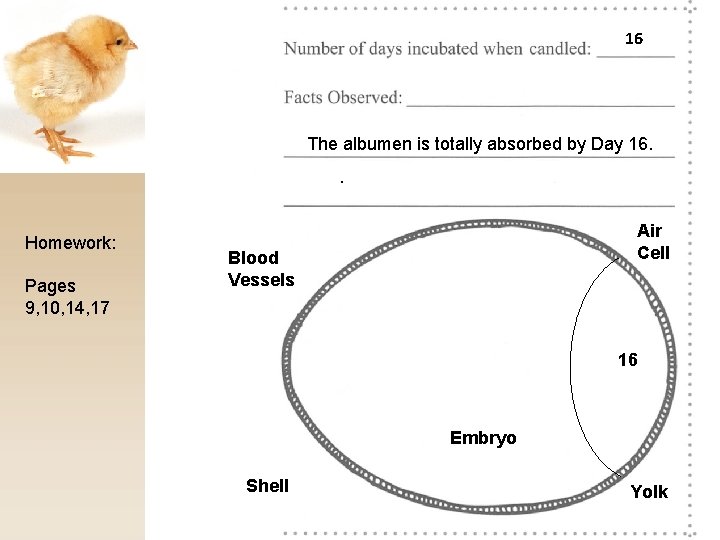 16 The albumen is totally absorbed by Day 16. . Homework: Pages 9, 10,