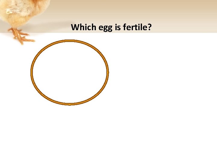 Which egg is fertile? 
