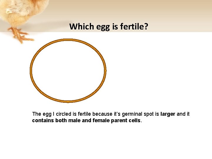 Which egg is fertile? The egg I circled is fertile because it’s germinal spot