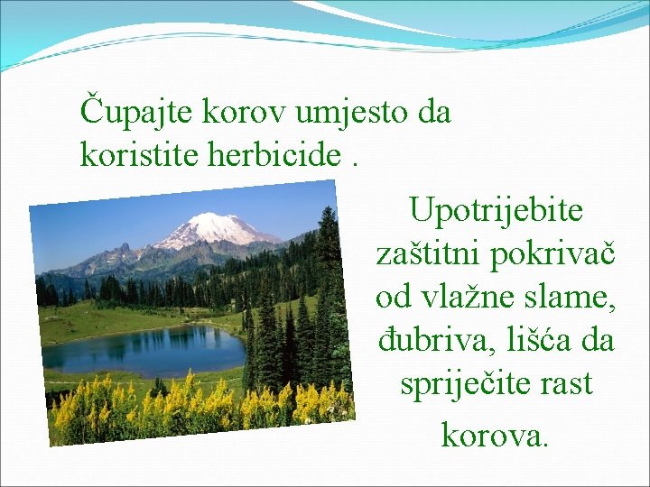 Čupajte korov umjesto da koristite herbicide. Upotrijebite zaštitni pokrivač od vlažne slame, đubriva, lišća