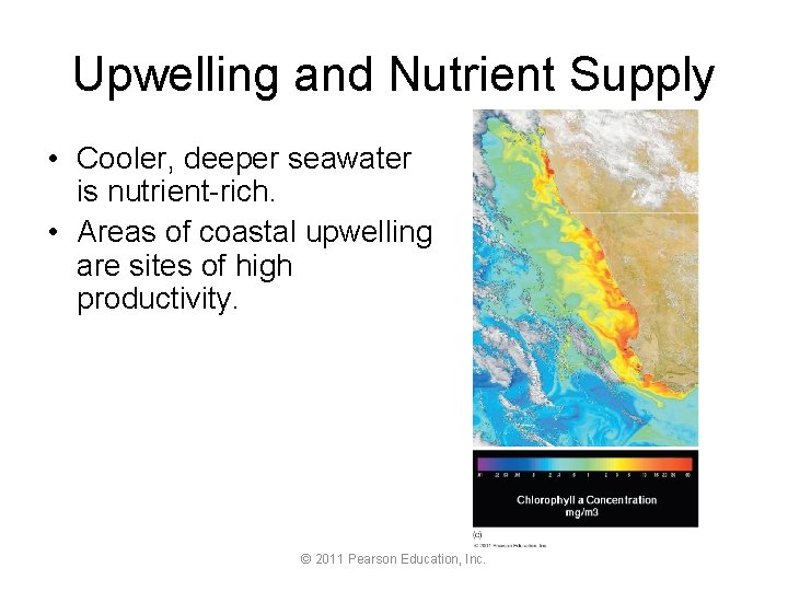 Upwelling and Nutrient Supply • Cooler, deeper seawater is nutrient-rich. • Areas of coastal