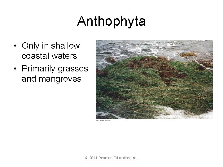 Anthophyta • Only in shallow coastal waters • Primarily grasses and mangroves © 2011