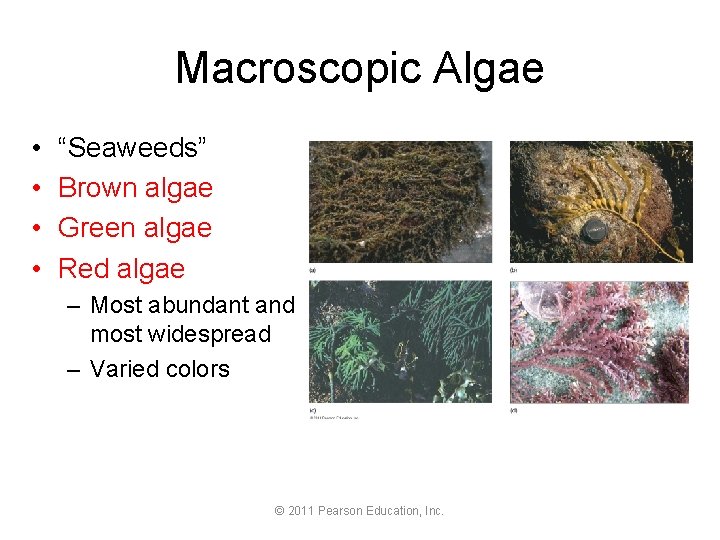 Macroscopic Algae • • “Seaweeds” Brown algae Green algae Red algae – Most abundant