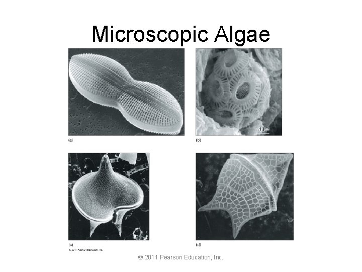 Microscopic Algae © 2011 Pearson Education, Inc. 