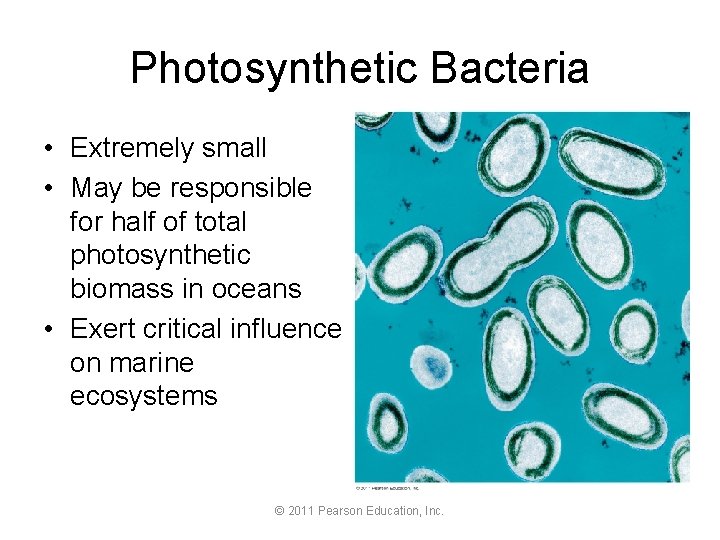 Photosynthetic Bacteria • Extremely small • May be responsible for half of total photosynthetic