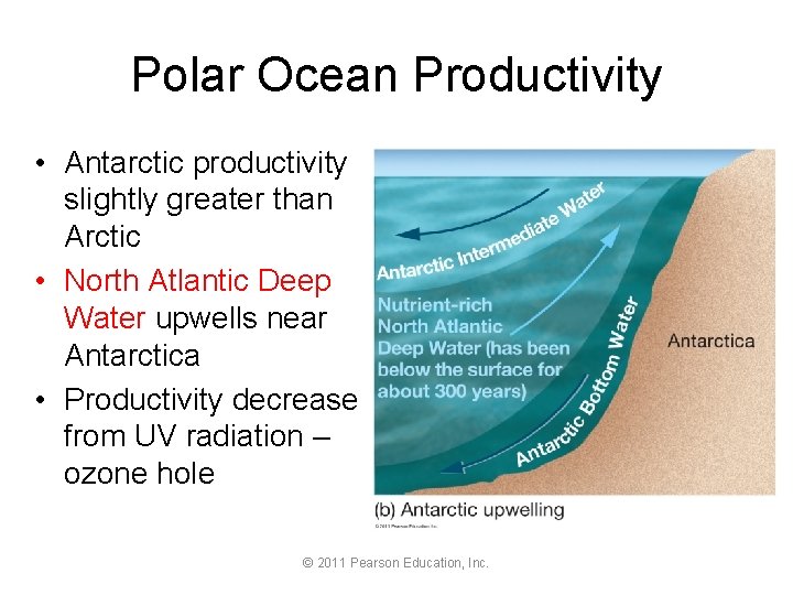 Polar Ocean Productivity • Antarctic productivity slightly greater than Arctic • North Atlantic Deep