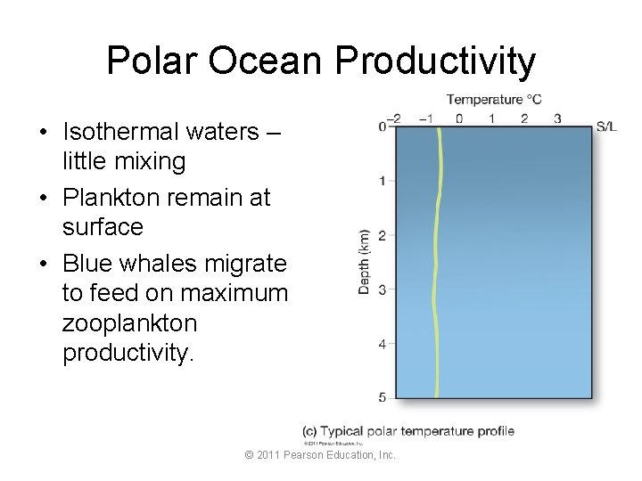 Polar Ocean Productivity • Isothermal waters – little mixing • Plankton remain at surface