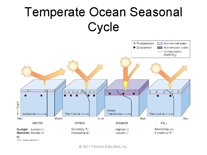 Temperate Ocean Seasonal Cycle © 2011 Pearson Education, Inc. 