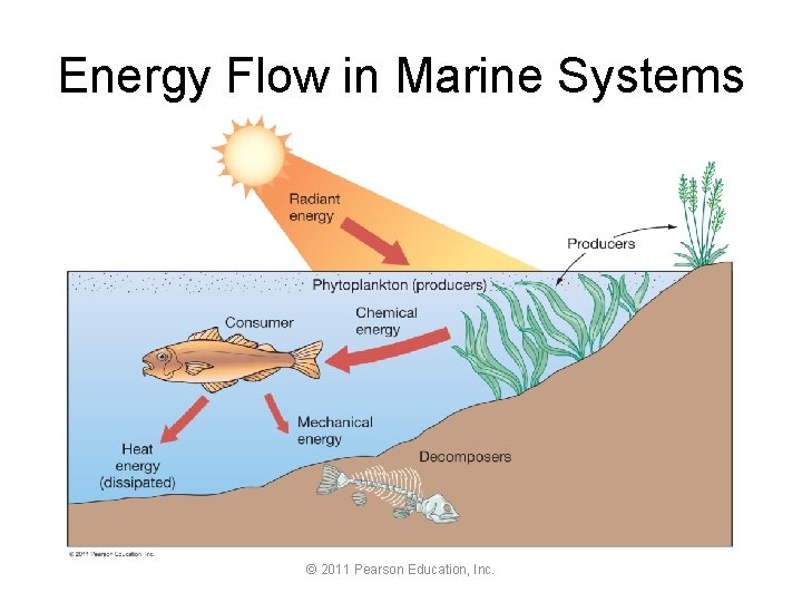 Energy Flow in Marine Systems © 2011 Pearson Education, Inc. 