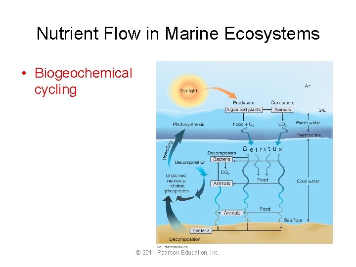 Nutrient Flow in Marine Ecosystems • Biogeochemical cycling © 2011 Pearson Education, Inc. 