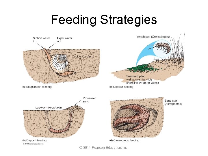 Feeding Strategies © 2011 Pearson Education, Inc. 