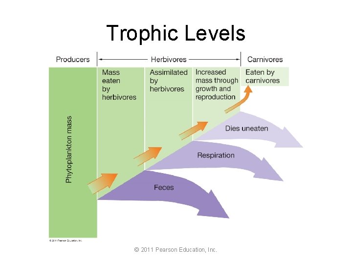 Trophic Levels © 2011 Pearson Education, Inc. 