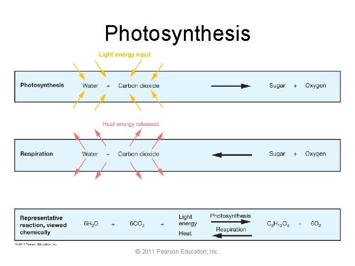 Photosynthesis © 2011 Pearson Education, Inc. 