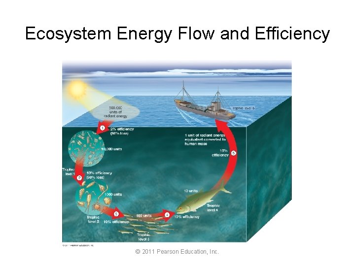 Ecosystem Energy Flow and Efficiency © 2011 Pearson Education, Inc. 