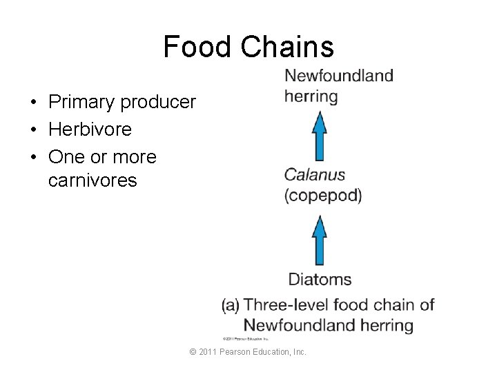 Food Chains • Primary producer • Herbivore • One or more carnivores © 2011