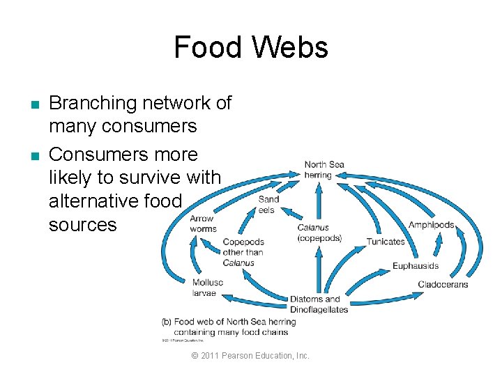 Food Webs n n Branching network of many consumers Consumers more likely to survive