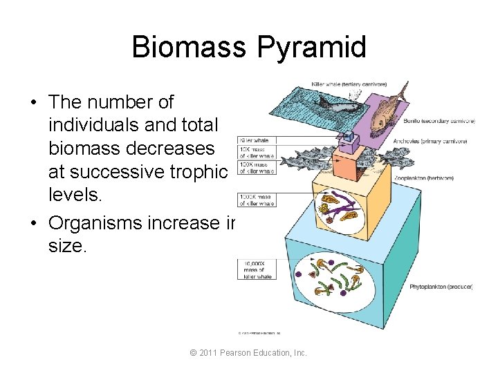 Biomass Pyramid • The number of individuals and total biomass decreases at successive trophic