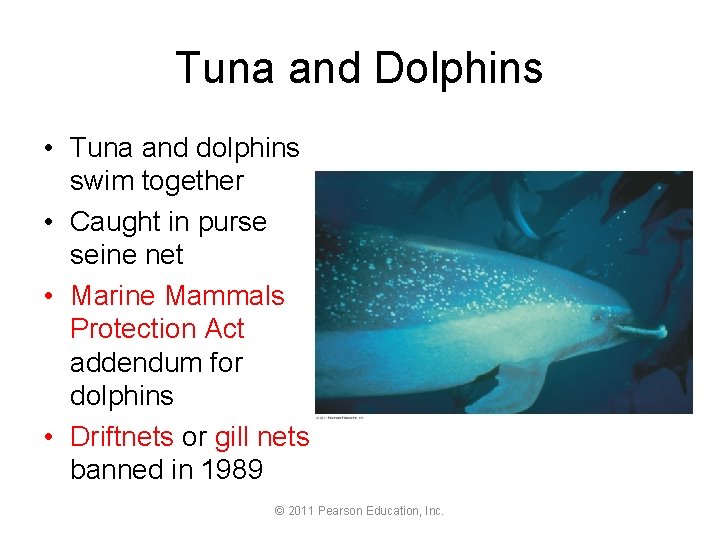 Tuna and Dolphins • Tuna and dolphins swim together • Caught in purse seine