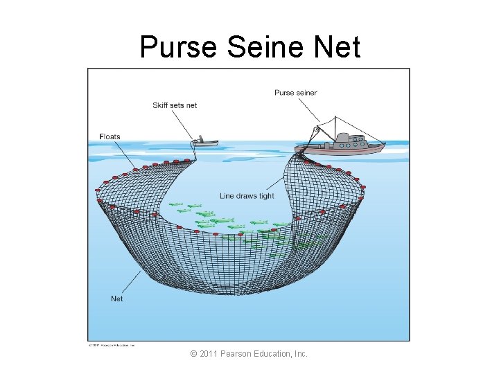 Purse Seine Net © 2011 Pearson Education, Inc. 