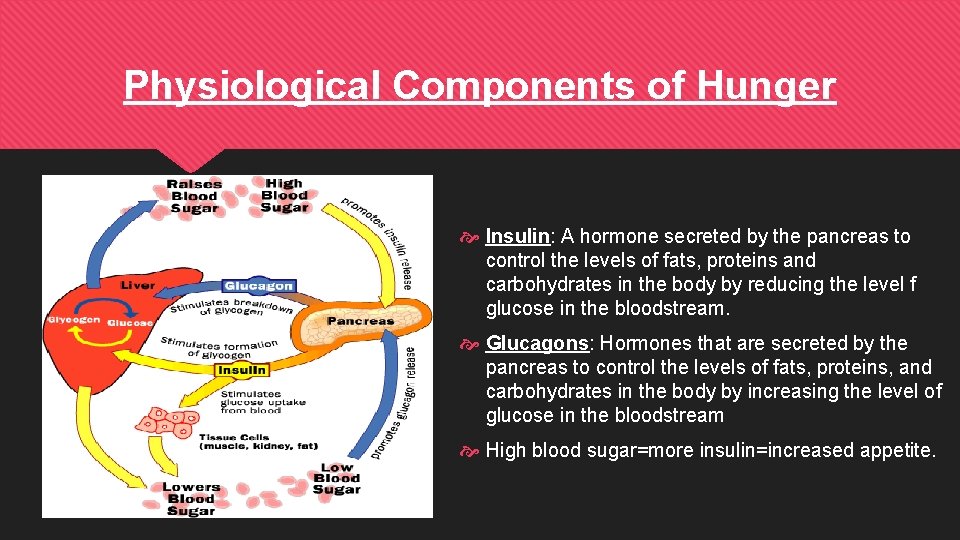 Physiological Components of Hunger Insulin: A hormone secreted by the pancreas to control the