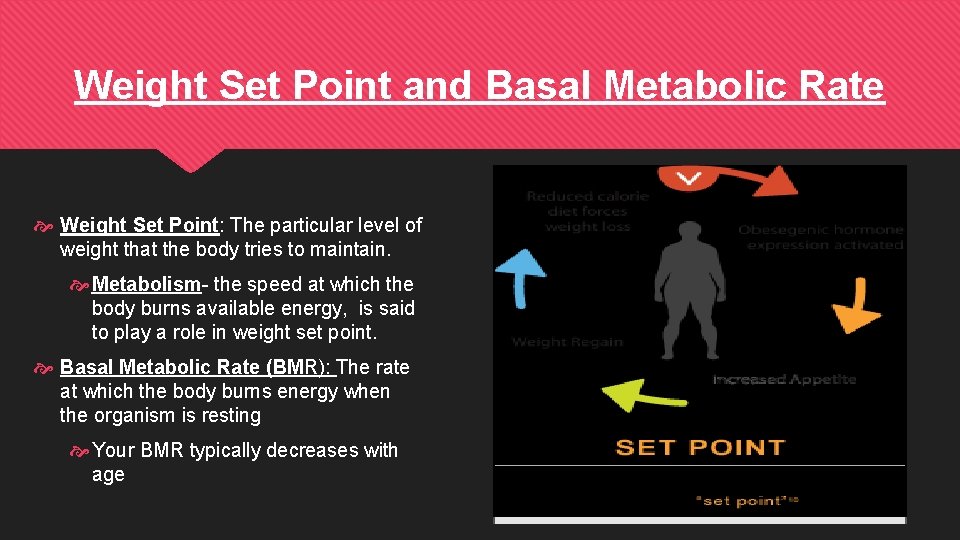 Weight Set Point and Basal Metabolic Rate Weight Set Point: The particular level of