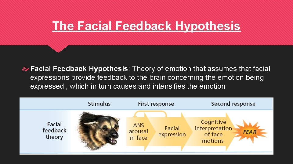 The Facial Feedback Hypothesis: Theory of emotion that assumes that facial expressions provide feedback