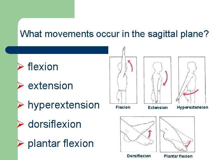 What movements occur in the sagittal plane? Ø flexion Ø extension Ø hyperextension Flexion