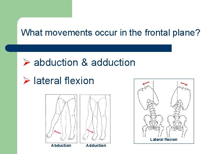 What movements occur in the frontal plane? Ø abduction & adduction Ø lateral flexion