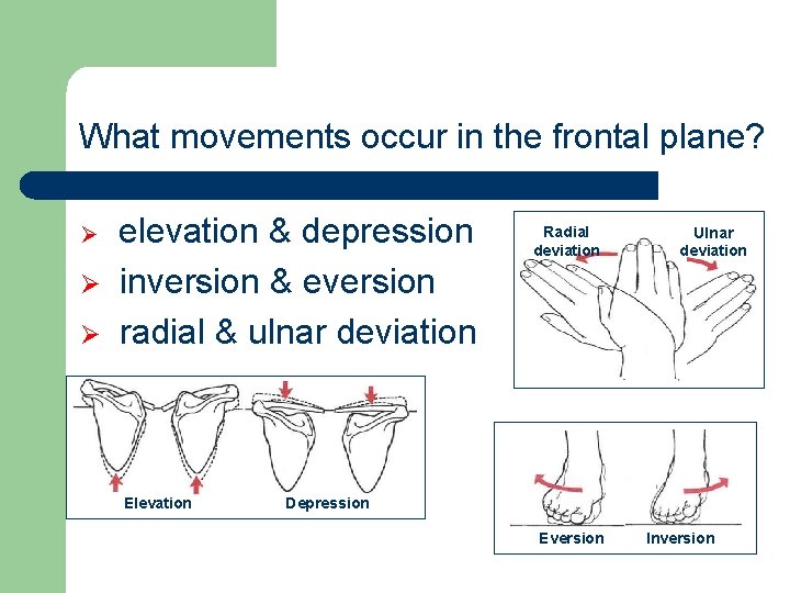 What movements occur in the frontal plane? Ø Ø Ø elevation & depression inversion