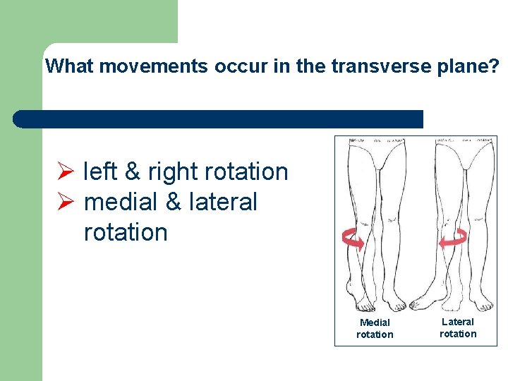 What movements occur in the transverse plane? Ø left & right rotation Ø medial