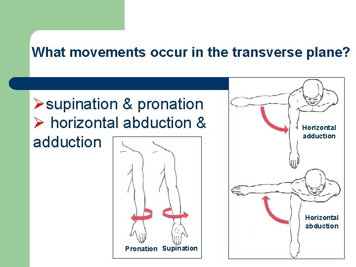 What movements occur in the transverse plane? Øsupination & pronation Ø horizontal abduction &