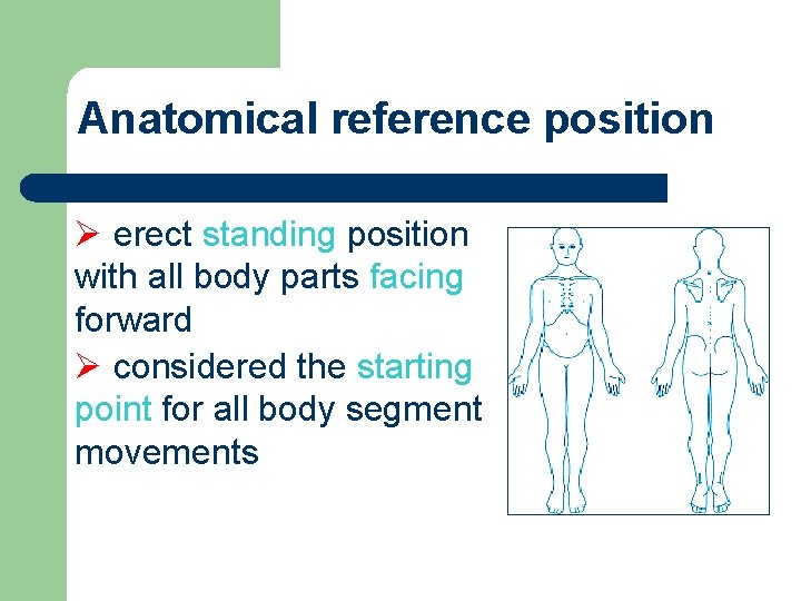 Anatomical reference position Ø erect standing position with all body parts facing forward Ø