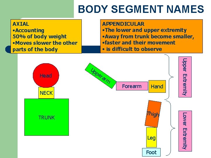 BODY SEGMENT NAMES APPENDICULAR • The lower and upper extremity • Away from trunk