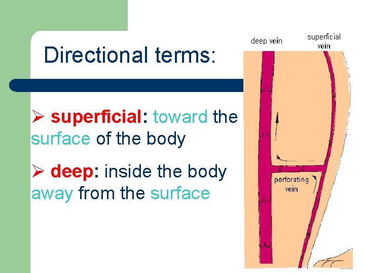 Directional terms: Ø superficial: toward the surface of the body Ø deep: inside the